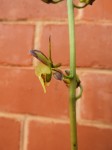 Oeceoclades saundersiana