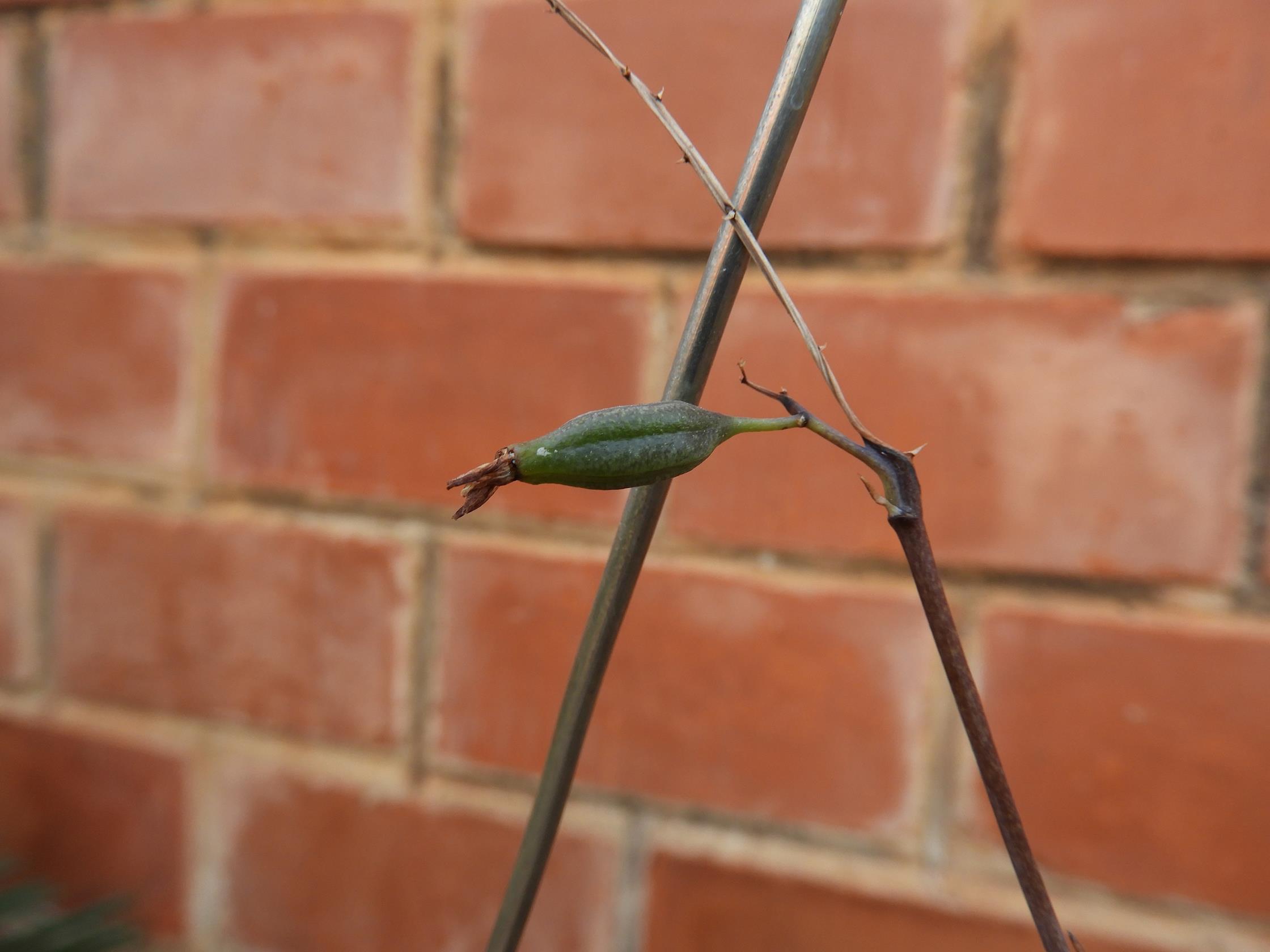 Graphorkis lurida Graphorkis lurida