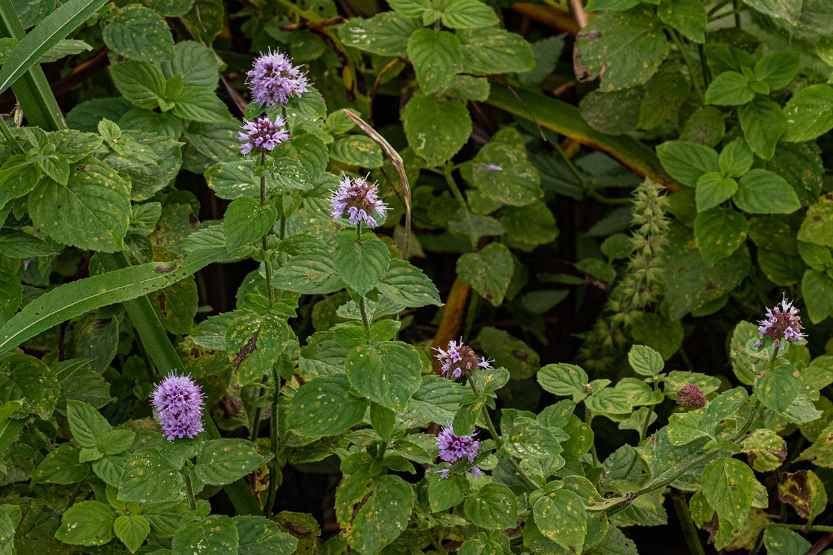Mentha aquatica Mentha aquatica