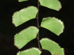 Adiantum soboliferum
