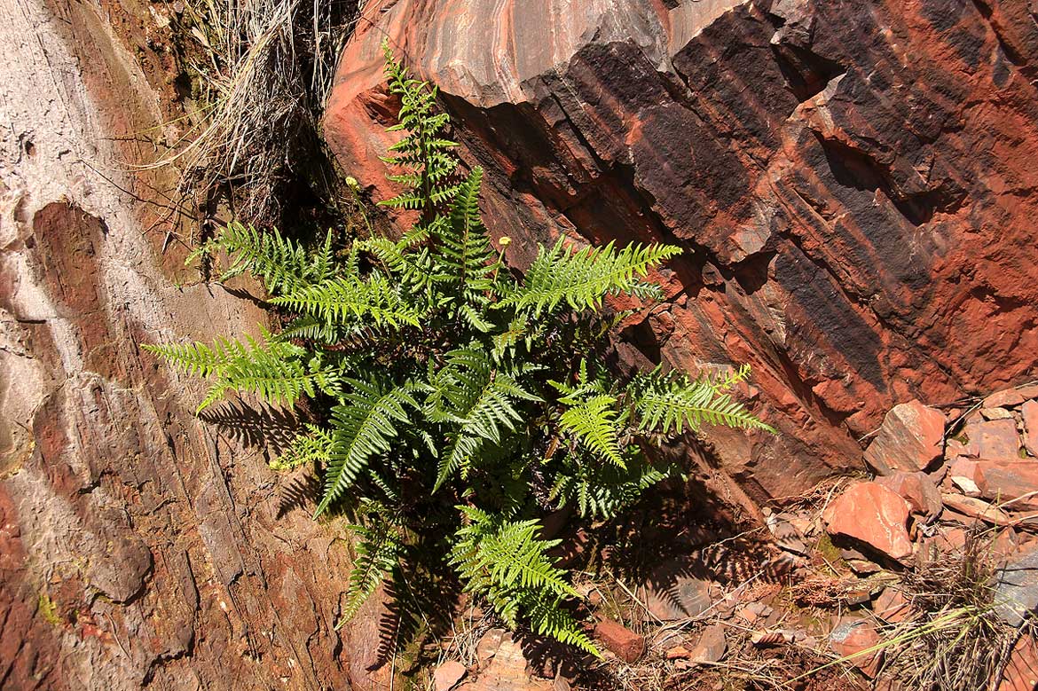 Pityrogramma calomelanos var. aureoflava Pityrogramma calomelanos var. aureoflava