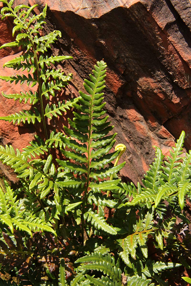 Pityrogramma calomelanos var. aureoflava Pityrogramma calomelanos var. aureoflava