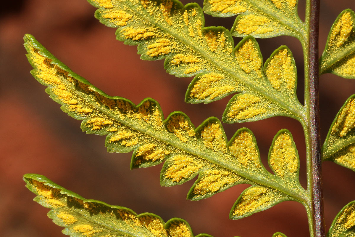 Pityrogramma calomelanos var. aureoflava Pityrogramma calomelanos var. aureoflava