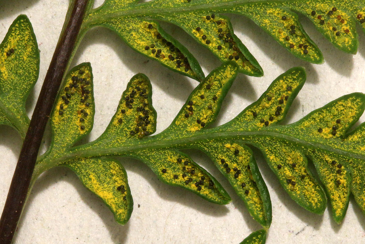 Pityrogramma calomelanos var. aureoflava Pityrogramma calomelanos var. aureoflava