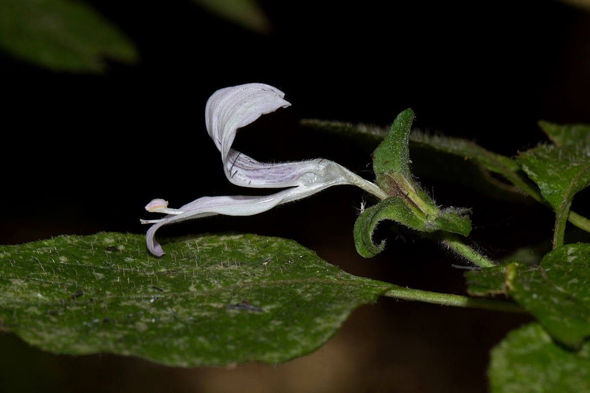 Hypoestes triflora Hypoestes triflora
