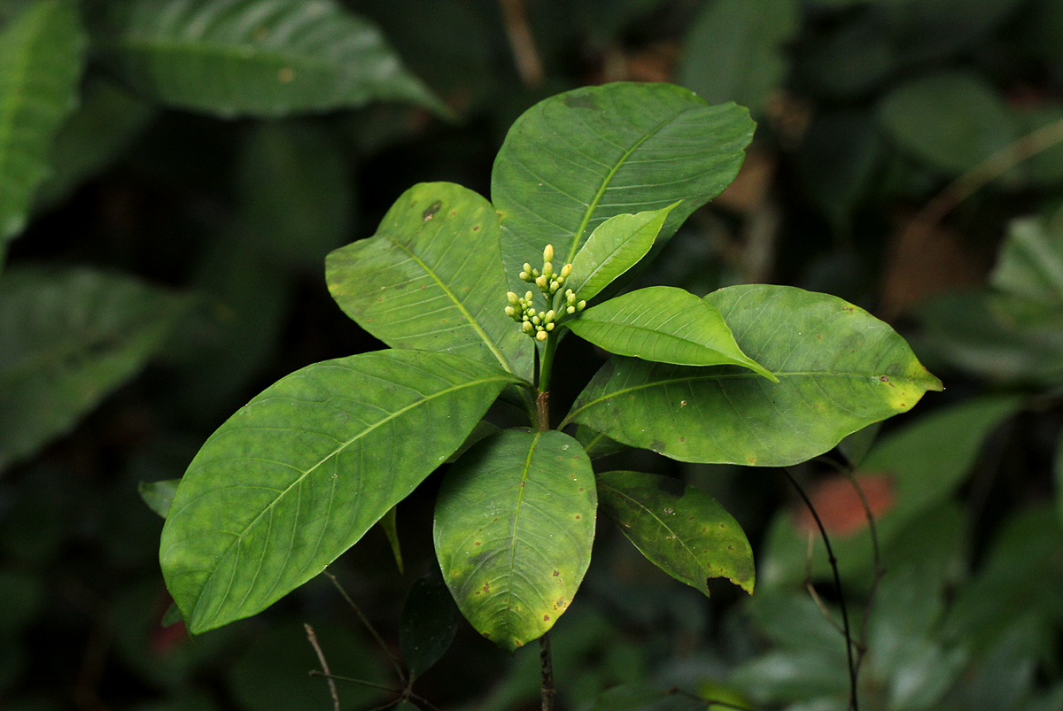 Rauvolfia mannii Rauvolfia mannii