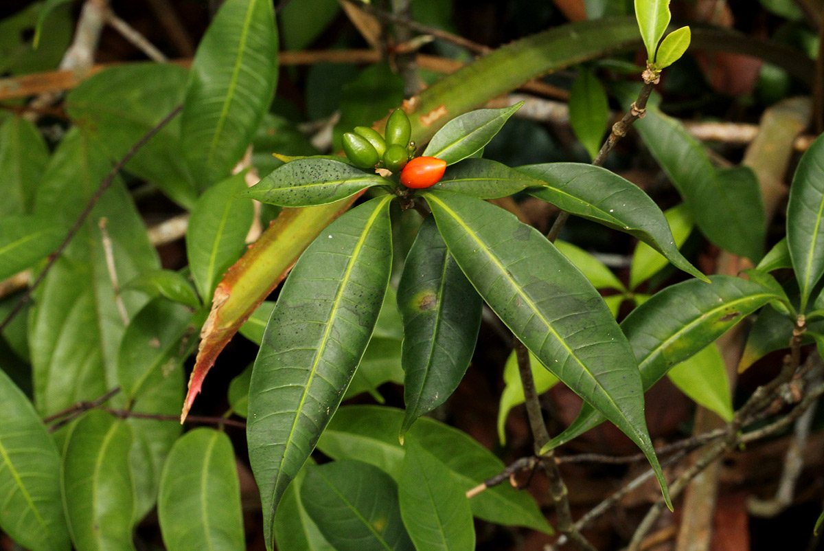 Rauvolfia mannii Rauvolfia mannii