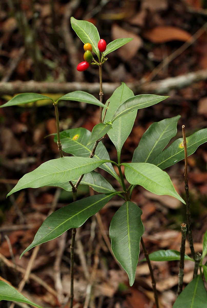 Rauvolfia mannii Rauvolfia mannii