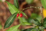 Rauvolfia mannii