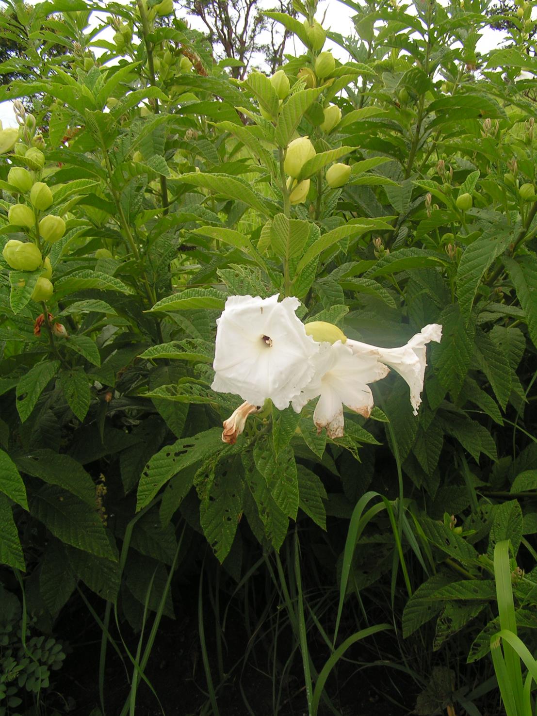 Ipomoea prismatosyphon var. prismatosyphon Ipomoea prismatosyphon var. prismatosyphon