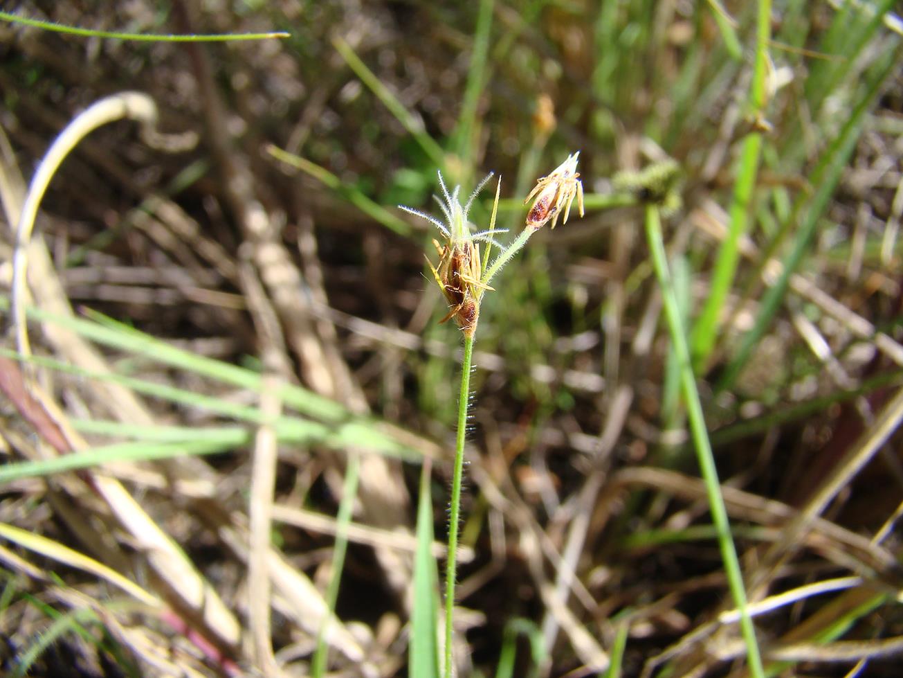 Bulbostylis congolensis