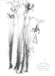 Bulbostylis congolensis