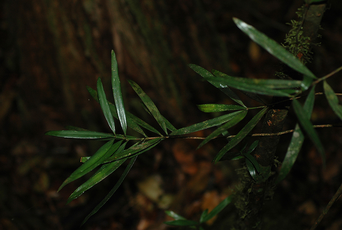 Podocarpus milanjianus Podocarpus milanjianus