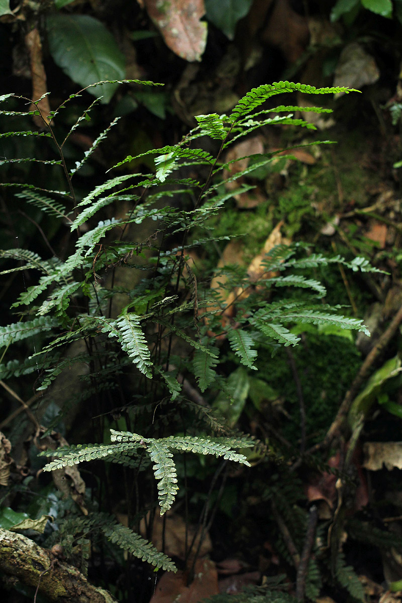 Adiantum vogelii Adiantum vogelii