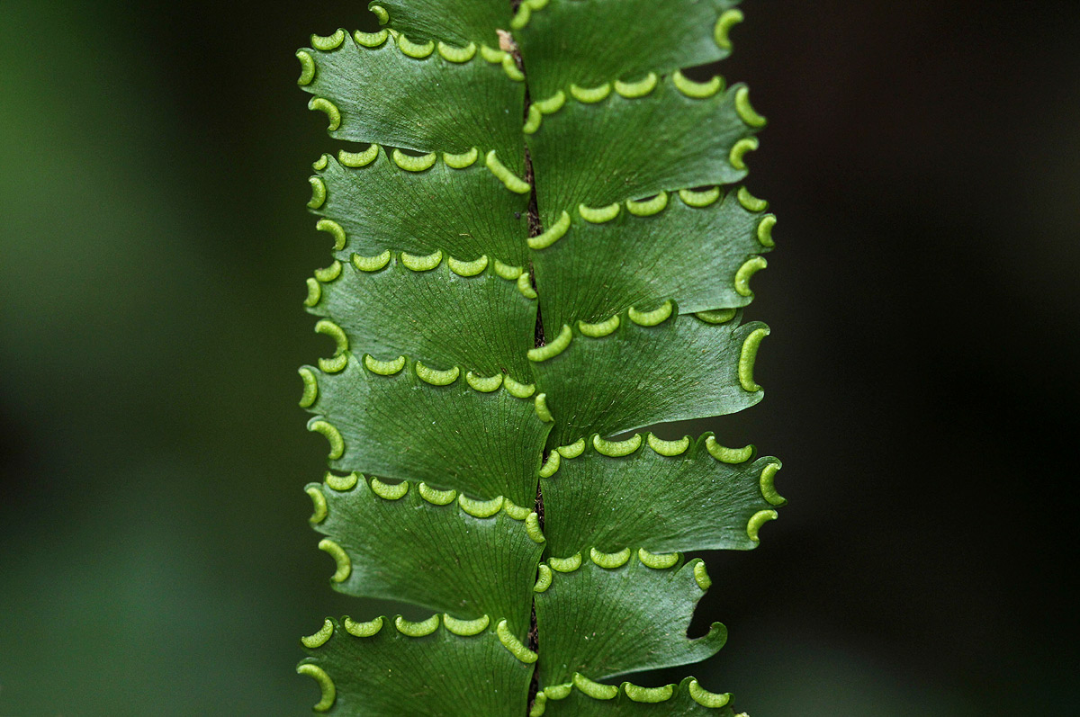 Adiantum vogelii Adiantum vogelii