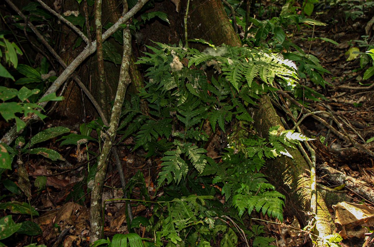 Tectaria angelicifolia Tectaria angelicifolia