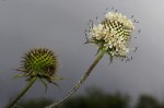 Dipsacus pinnatifidus