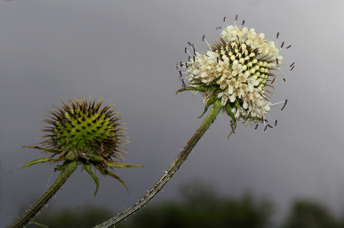 Dipsacus pinnatifidus Dipsacus pinnatifidus