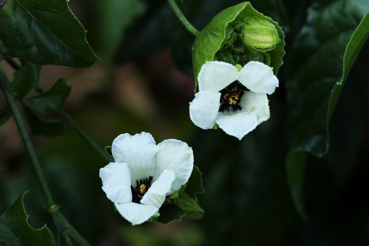 Momordica cissoides