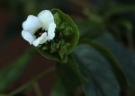 Momordica cissoides