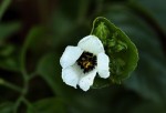 Momordica cissoides