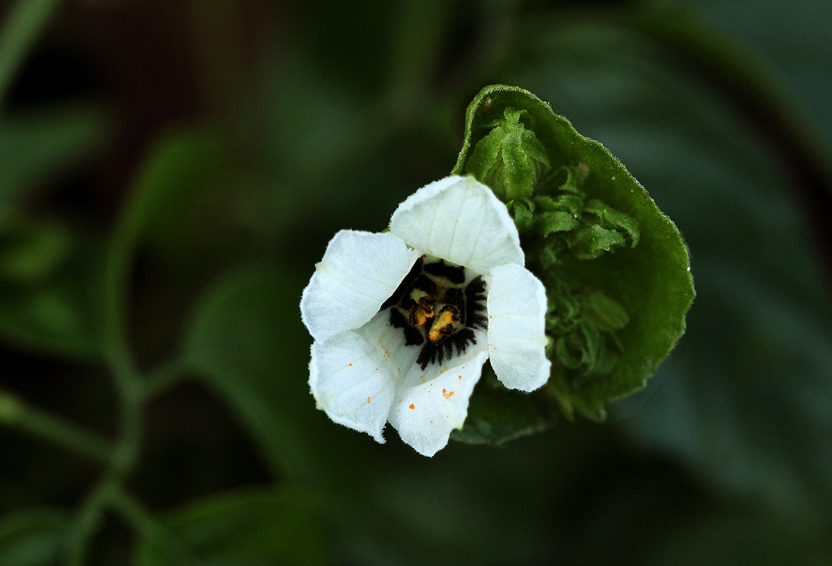 Momordica cissoides