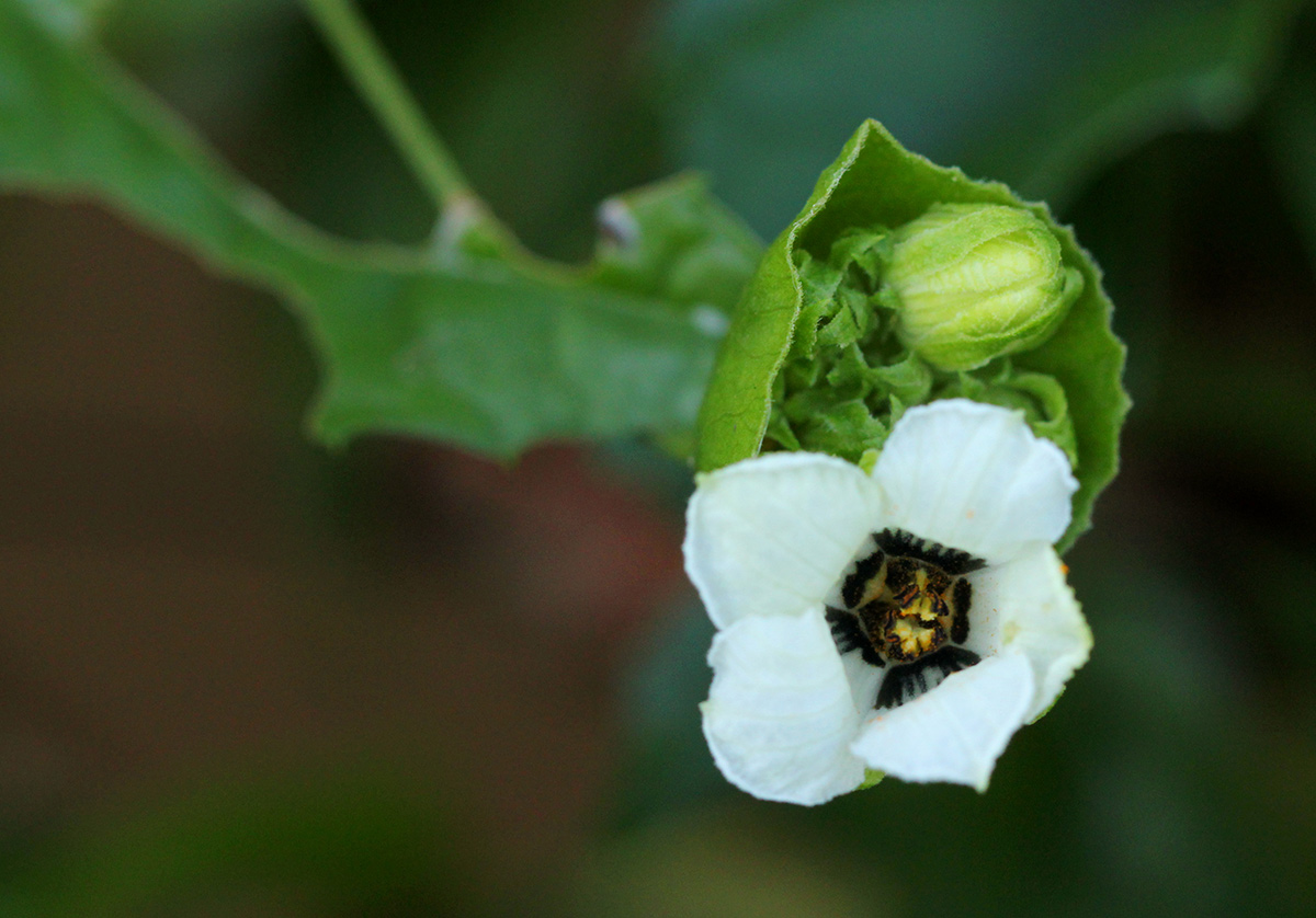 Momordica cissoides