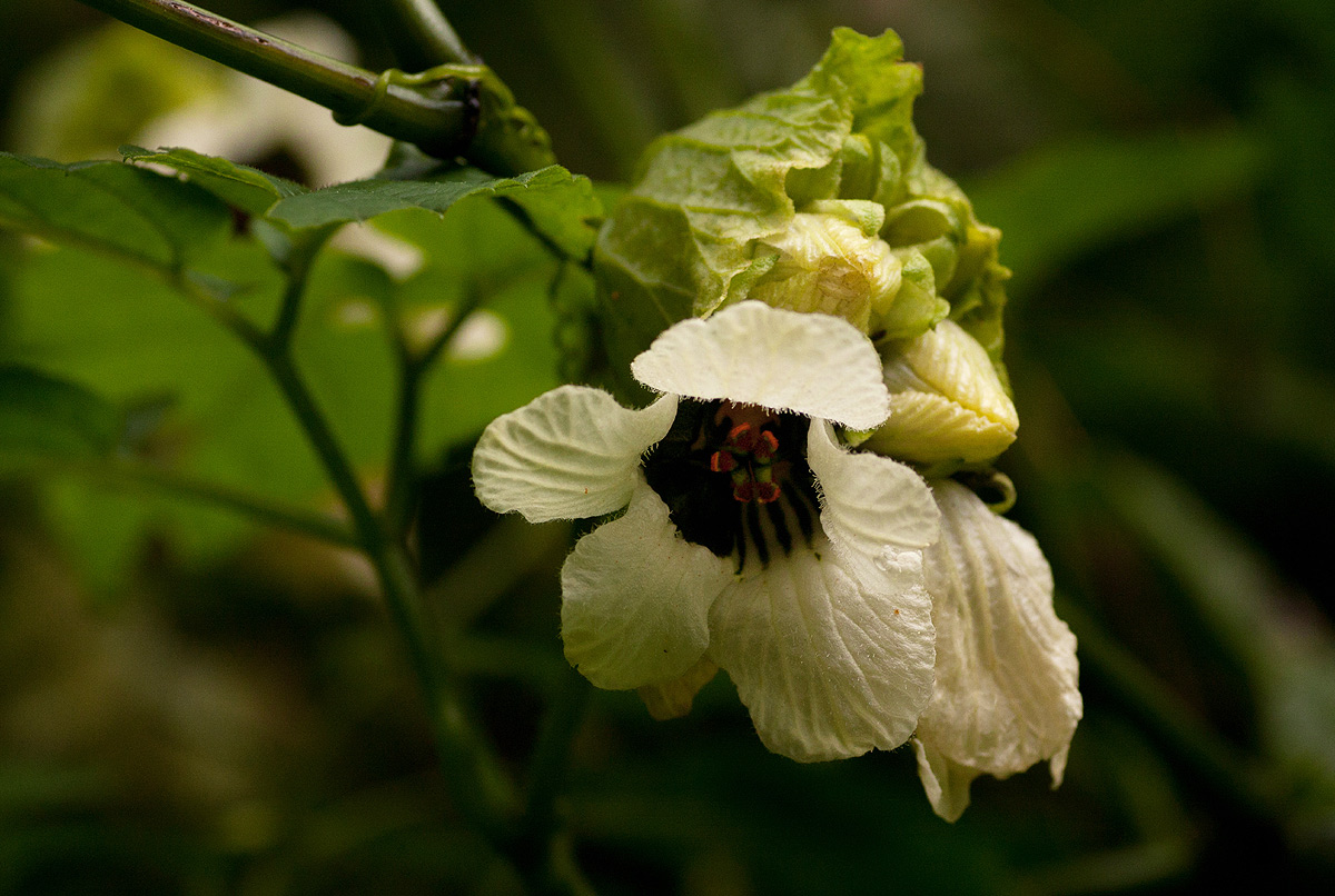Momordica cissoides Momordica cissoides