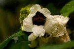 Momordica cissoides