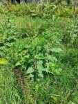 Urtica massaica