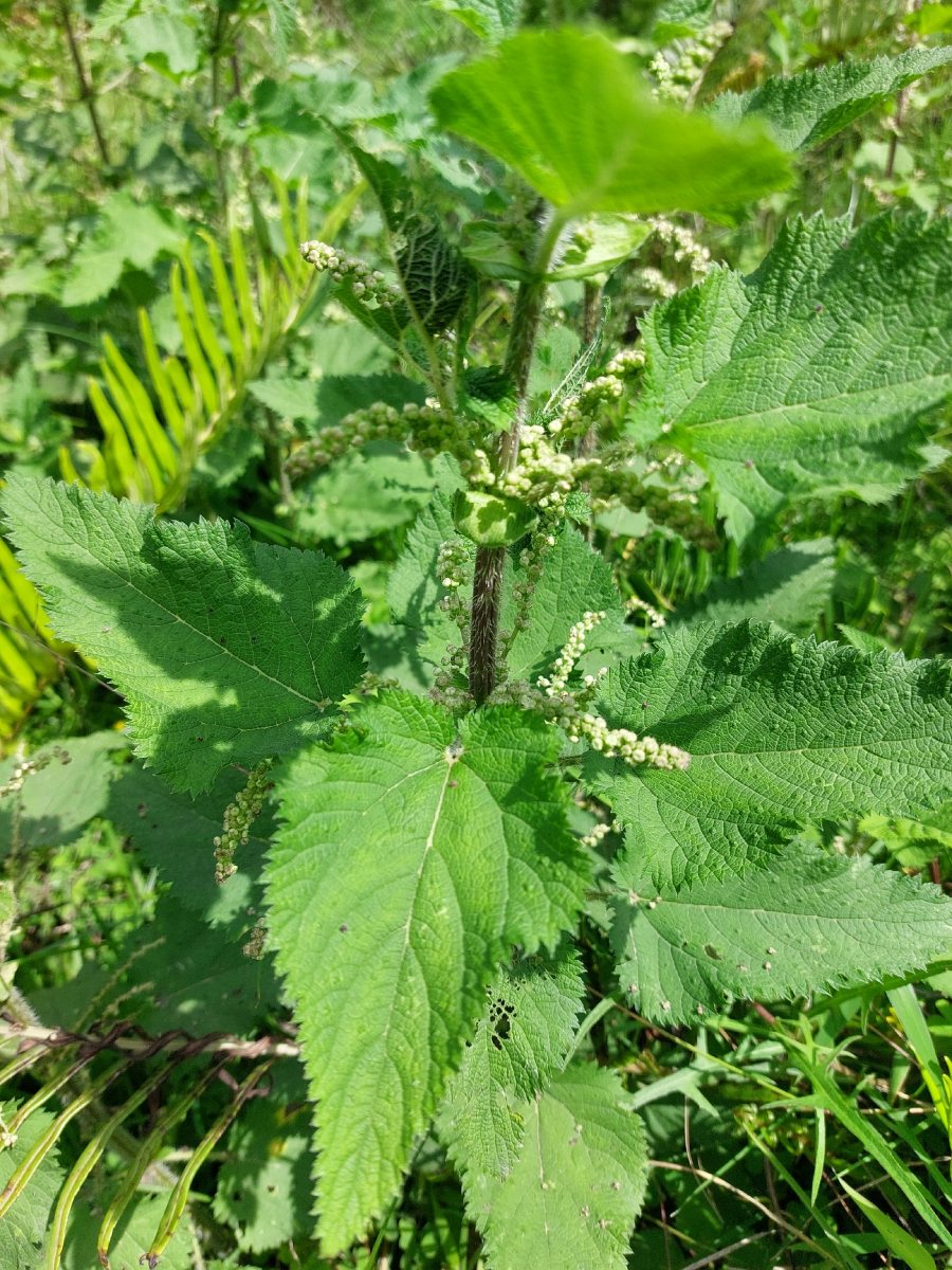 Urtica massaica Urtica massaica