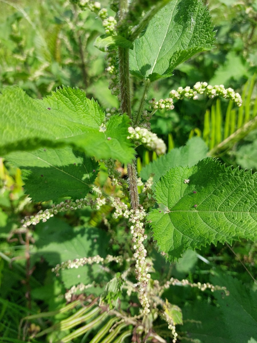 Urtica massaica Urtica massaica
