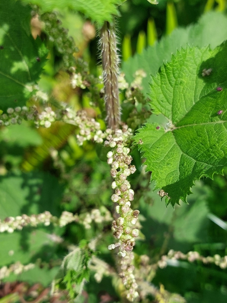 Urtica massaica Urtica massaica