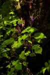 Streptocarpus glandulosissimus