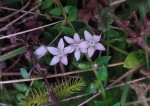 Lysimachia angustiloba