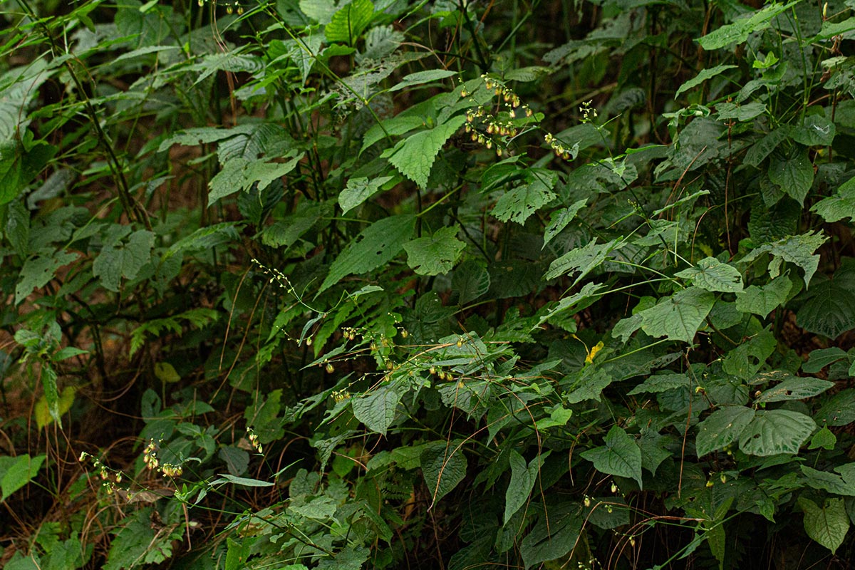 Fagopyrum snowdenii