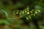 Fagopyrum snowdenii