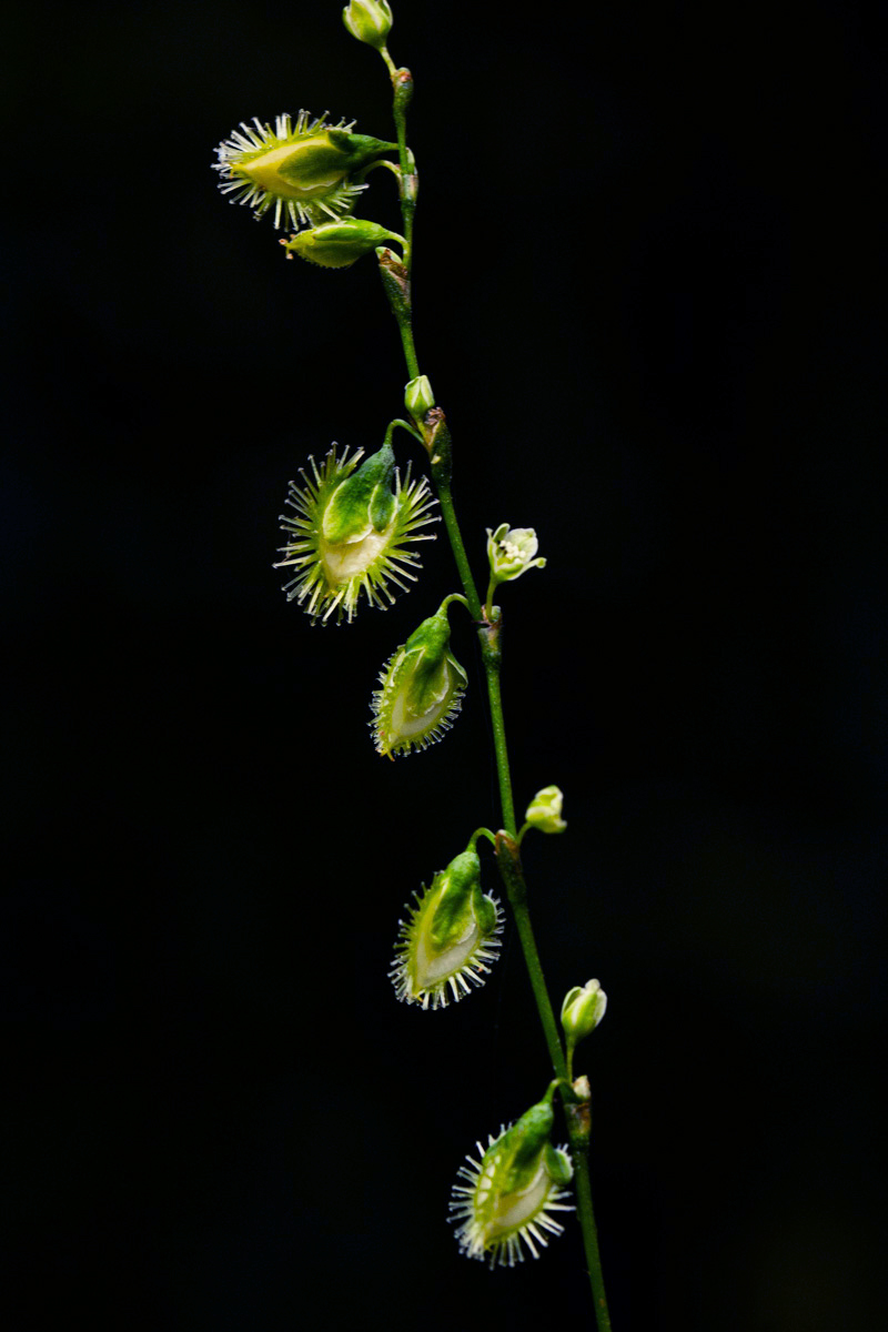 Fagopyrum snowdenii Fagopyrum snowdenii