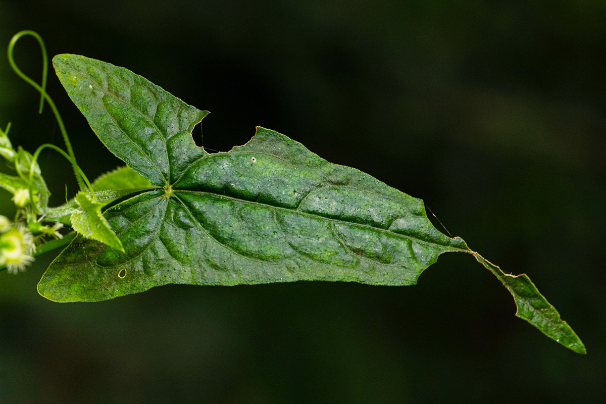 Fagopyrum snowdenii
