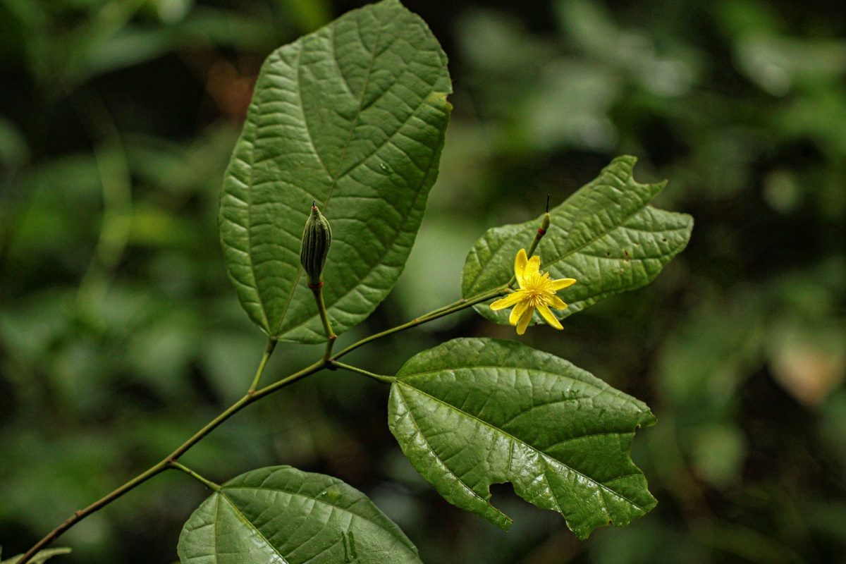 Glyphaea brevis Glyphaea brevis