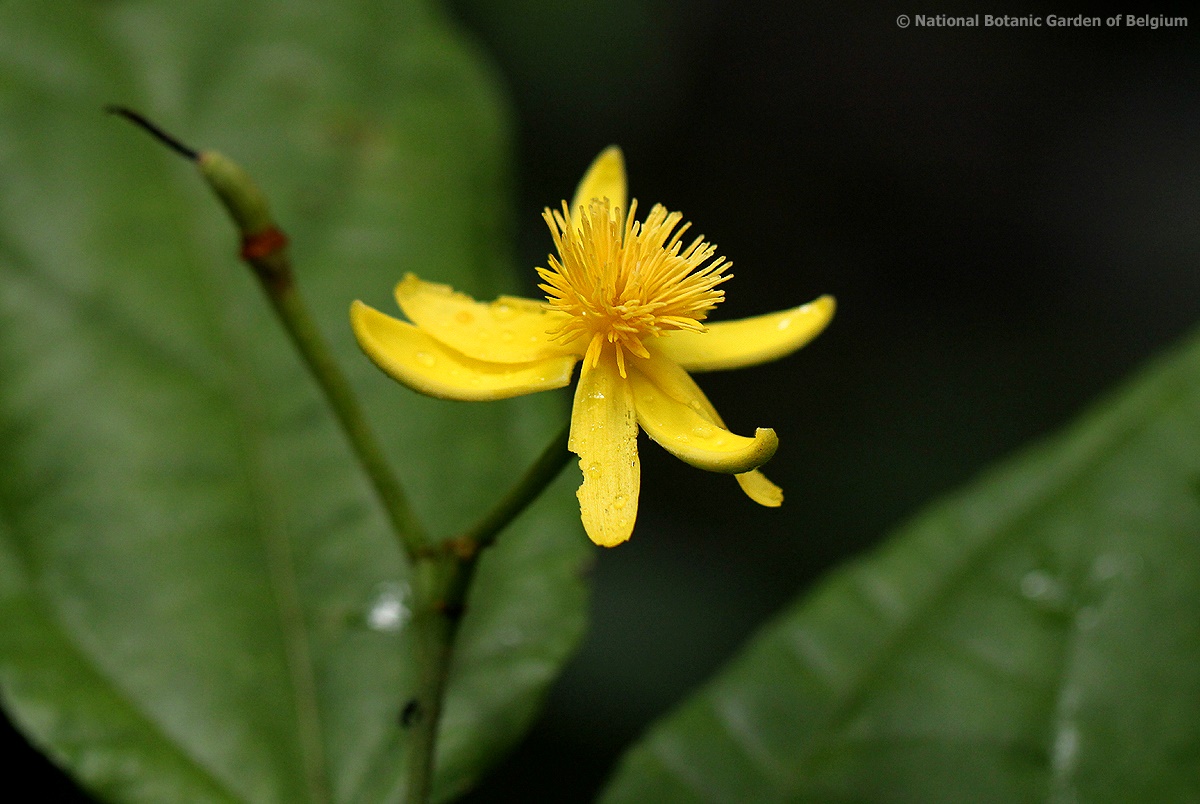Glyphaea brevis Glyphaea brevis