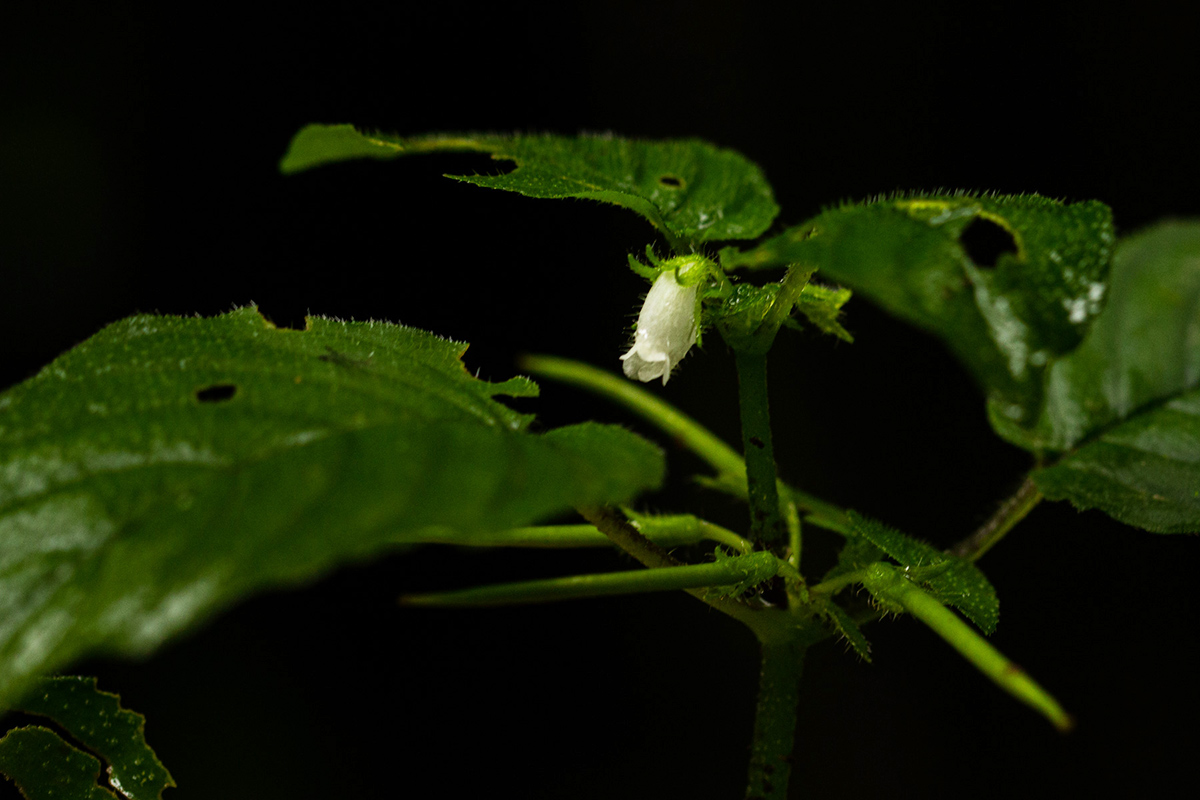 Streptocarpus kamerunensis
