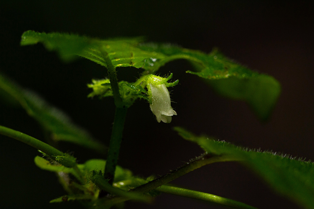 Streptocarpus kamerunensis
