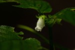 Streptocarpus kamerunensis