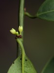 Heisteria parvifolia