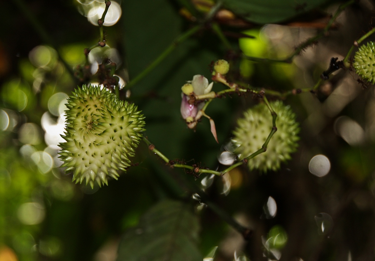 Hypselodelphys scandens Hypselodelphys scandens
