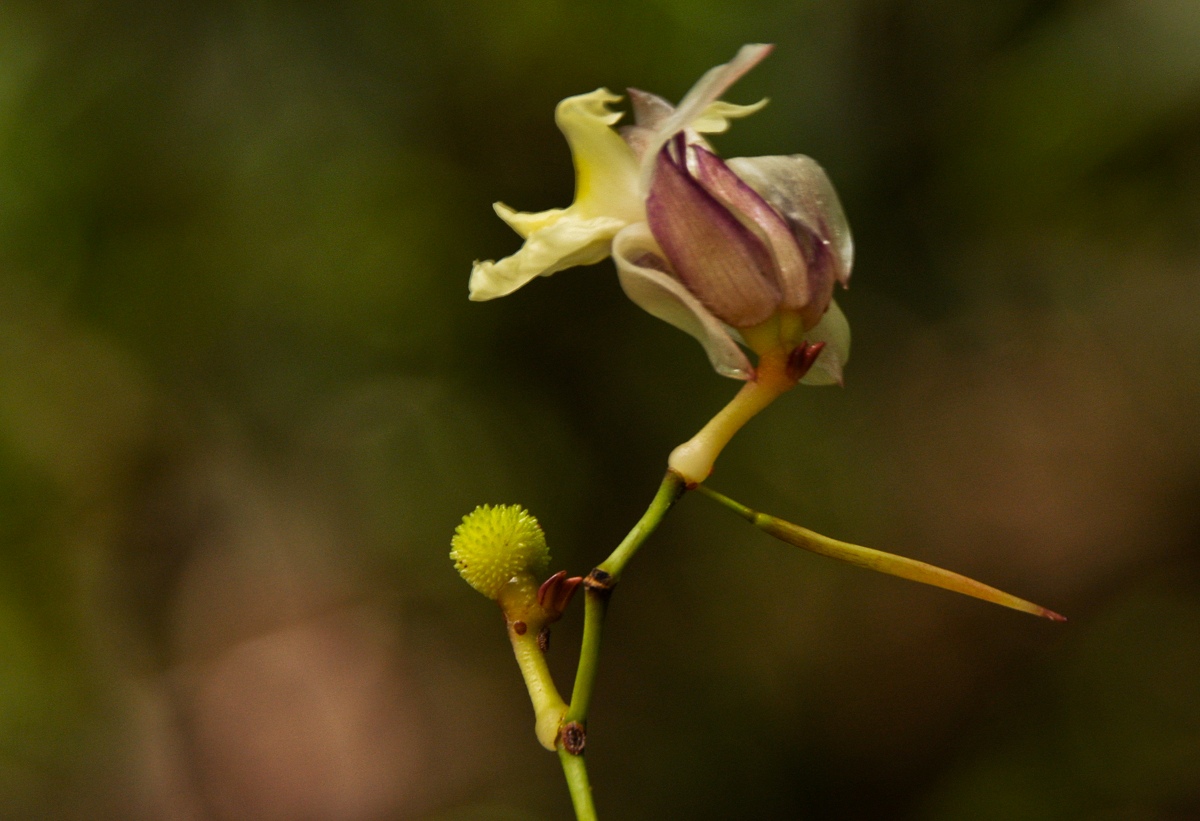 Hypselodelphys scandens Hypselodelphys scandens