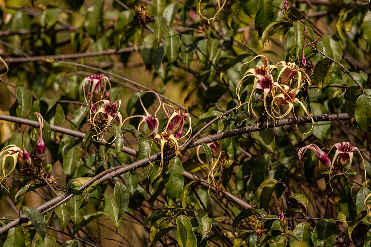 Strophanthus sarmentosus Strophanthus sarmentosus