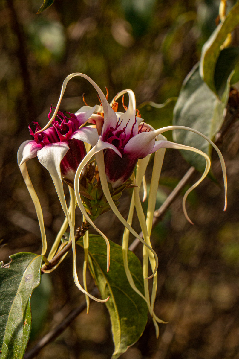 Strophanthus sarmentosus Strophanthus sarmentosus