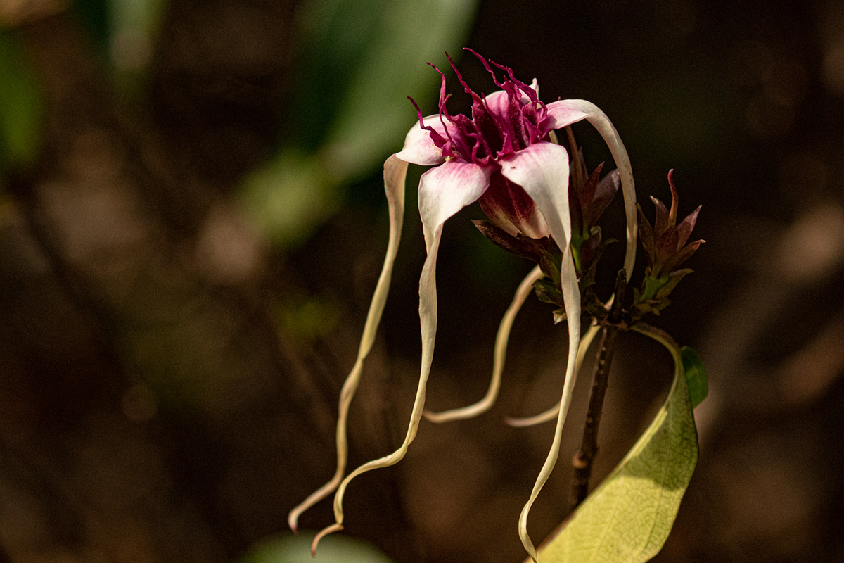 Strophanthus sarmentosus Strophanthus sarmentosus